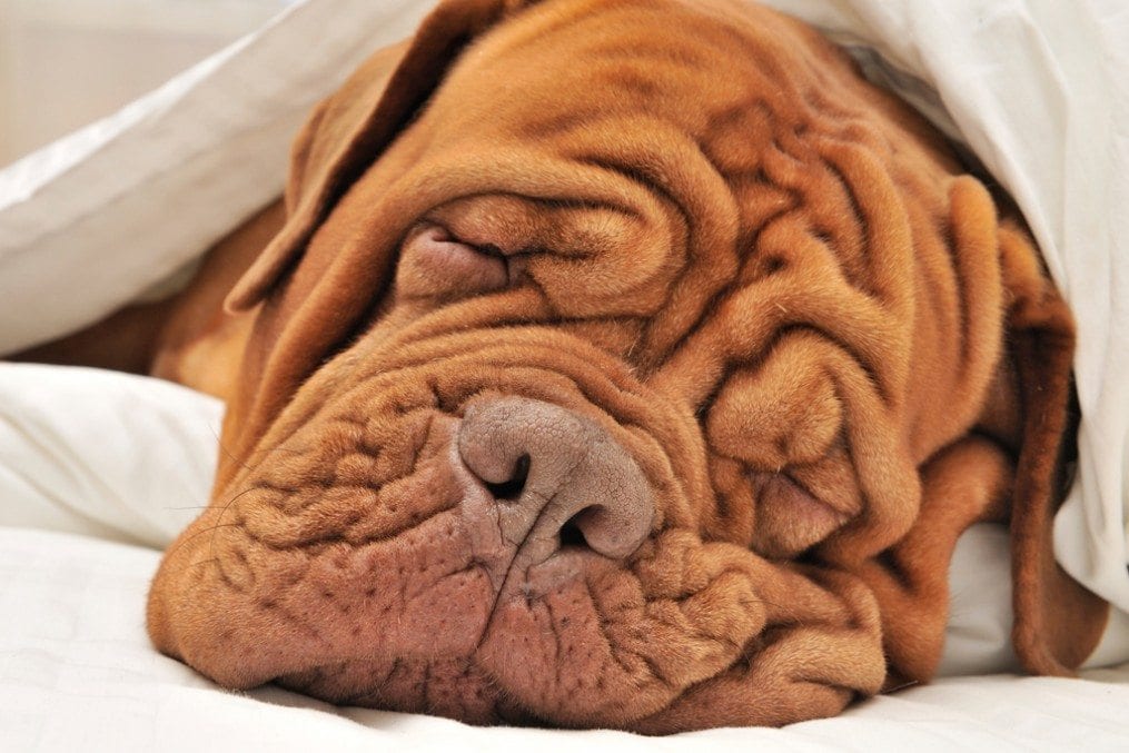Dog with wrinkled face